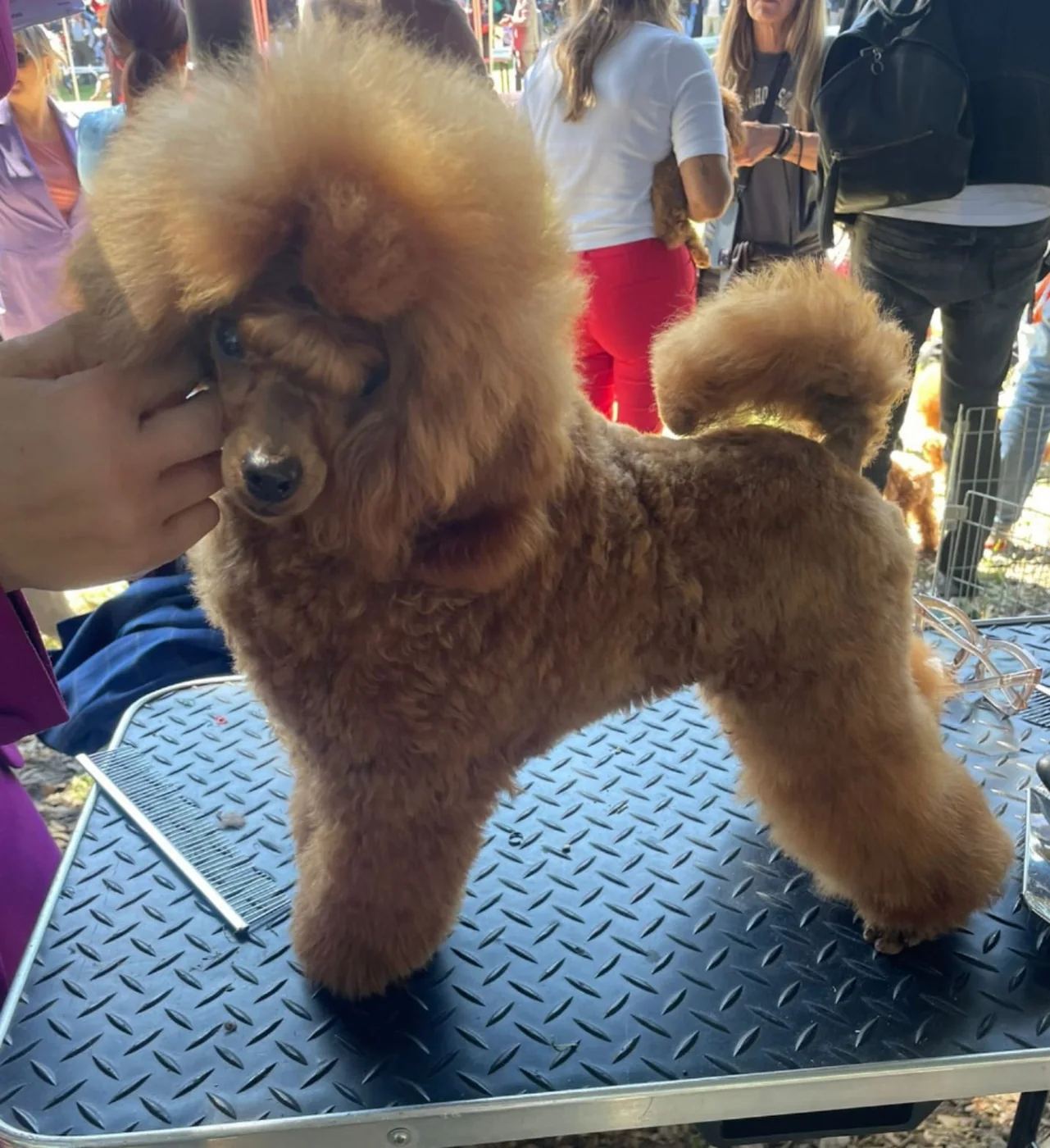 Darscian Creamy show poodle