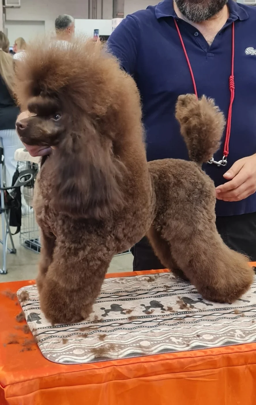 Miniature brown poodle in show grooming