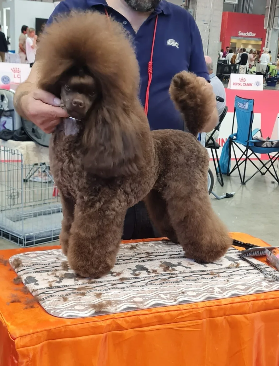 Giulfo Hypnotized brown poodle at a dog show